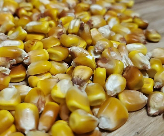 Nutrient Dense Whole Corn - 2 LBS Organic Non-GMO Grade 1 Yellow Dent Corn. Open Pollinated