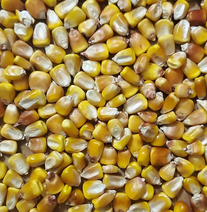 Nutrient Dense Whole Corn - 2 LBS Organic Grown Grade 1 Yellow Dent Corn - Farmer Direct - 2024 Harvest