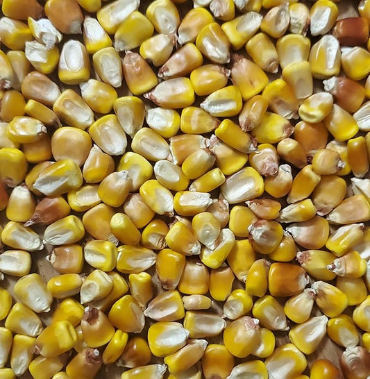 Nutrient Dense Whole Corn - 2 LBS Organic Grown Grade 1 Yellow Dent Corn - Farmer Direct - 2024 Harvest